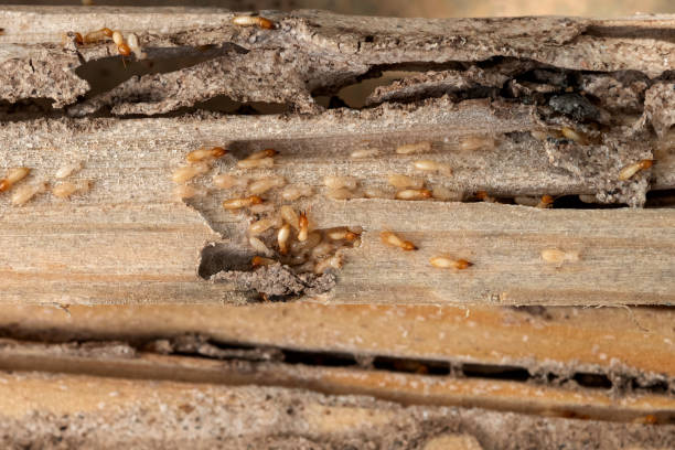 Best Commercial Pest Control Services  in Marion, VA